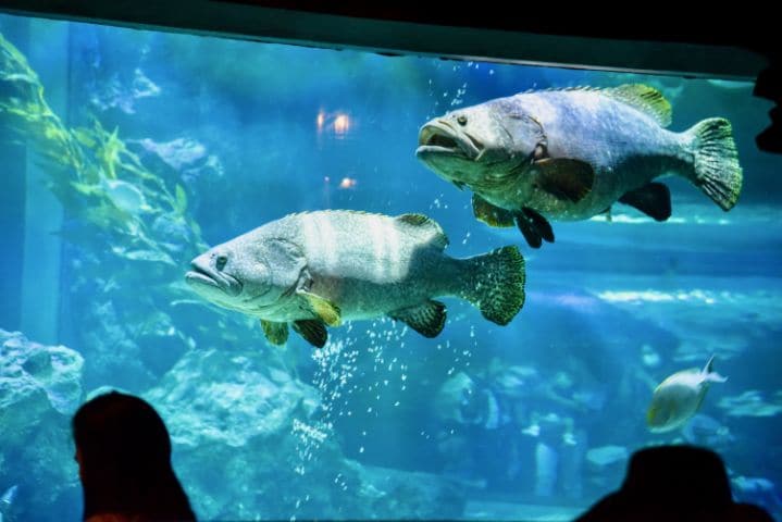 Bangkok Ocean World_3